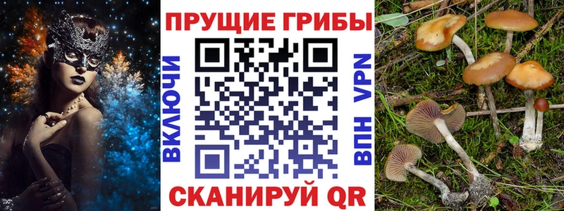 купить наркоту  Черкесск  Галлюциногенные грибы прущие грибы 
